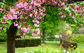 Plants, Flowers, Trees, Sakura HD wallpaper
