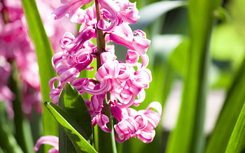 Flowers, Leaves, Pink, Macro, Shine, Light HD wallpaper