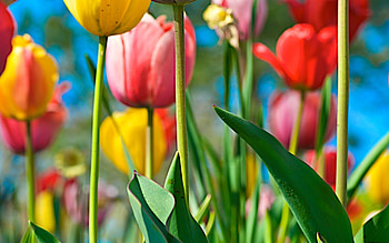 Plants, Flowers, Background, Tulips HD wallpaper