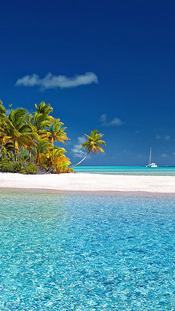 Tropical Paradise, palm tree, island, tropical, earth, nature, ocean HD phone wallpaper