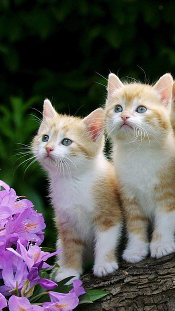 Cute Baby Cat, Nature Background HD phone wallpaper