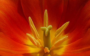 Flower, Macro, Tulip HD wallpaper