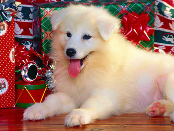Wheres-My-Present, white, presents, Christmas, cute, Dog HD wallpaper