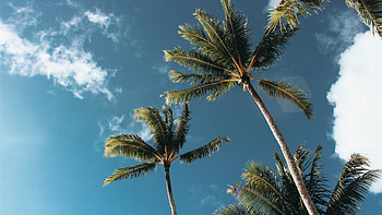 Nature, palms trees, beatiful sunny day HD wallpaper