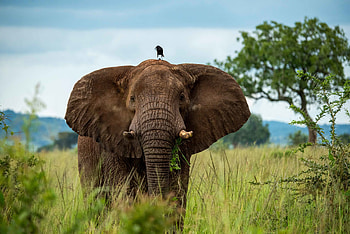 Animals, Savanna, Bird, Elephant, Trunk HD wallpaper