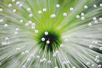 Flower, Macro, Shine, Light, Form, Antennae, Tendrils HD wallpaper