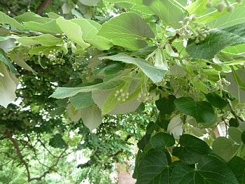 Linden Tree, hummeln, unter linden, nzz HD wallpaper
