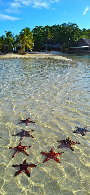 Vanuatu, Vanuatu , , Tropical paradise HD phone wallpaper