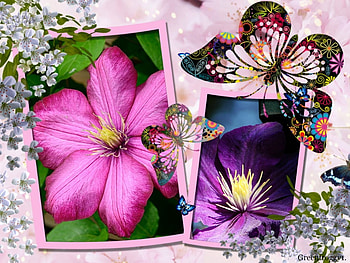 CLEMATIS FLOWERS, CLEMATIS, PRETTY, FLOWERS, FRAMED HD wallpaper