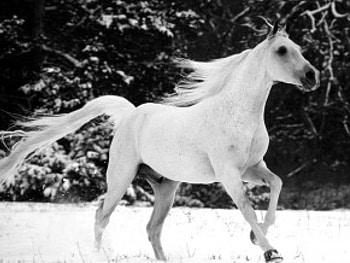 adi, horses, animals HD wallpaper