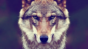 140 wolf backgrounds, Serene landscapes, Tranquil moonlight, Restful slumber HD wallpaper