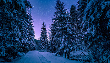 Forest, trees, night, winter HD wallpaper