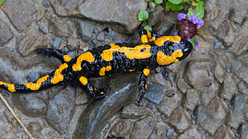 Mesmerizing salamander, Exotic amphibian, Colorful creature, High-quality HD wallpaper