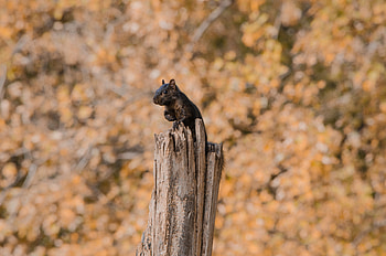 Animals, Squirrel, Sit, Fright HD wallpaper