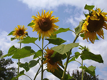 Flowers, Sunflowers, Sky, Summer, Greens, Height, Stems HD wallpaper