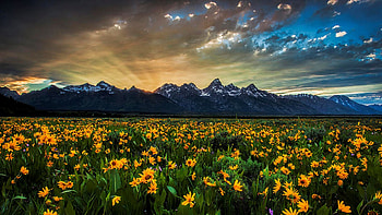 Teton Rays, blossoms, clouds, sky, flowers, mountains, wyoming, usa HD wallpaper