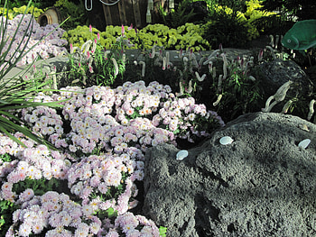 flowers at the Muttart conservatory of Edmonton Alberta 02, pink, white, grey, graphy, green, nature, flowers, rock HD wallpaper