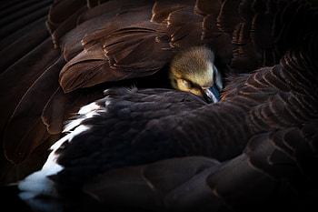 Animals, Feather, Bird, Wings, Duckling HD wallpaper