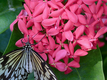 Getting Necture, pink, leaves, butterfly, flower HD wallpaper