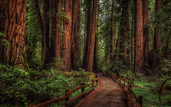 Mac rainforest , , Nature's wonders, Green sanctuary HD wallpaper