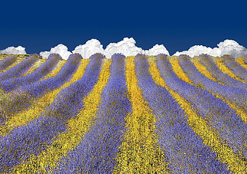lavender heaven, fileds, white, lavender, yellow, clouds, nature, flowers HD wallpaper