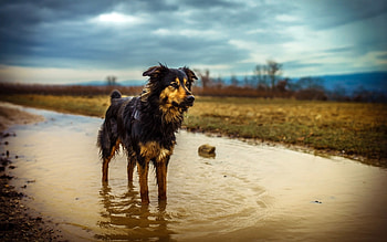 Drenched, dogs, puppies, cute, animals HD wallpaper