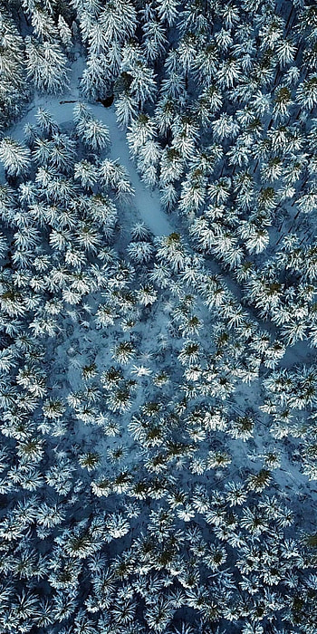 Pine Tree, Winter backgrounds HD phone wallpaper