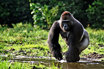 Gorilla portrait, Intense gaze, Stunning background, High definition HD wallpaper