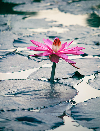 Flower, Flowers, Leaves, Lotus, Plant HD phone wallpaper