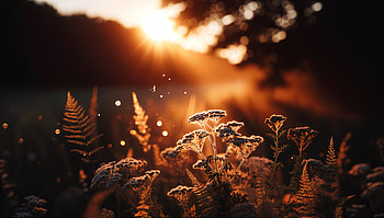 Serene Sunrise: A Ultra of Nature's Beauty, flower, nature, sunlight, scenery HD wallpaper