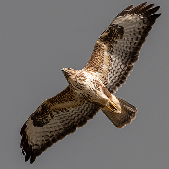 Buzzard (Animal), Peregrines vs buzzards, Wildlife graphy, Hall of Einar HD phone wallpaper