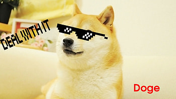 doge face memes dog HD wallpaper