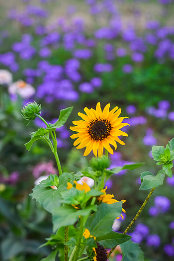 Flowers, Flower, Shine, Light, Blur, Smooth, Bloom, Flowering, Garden HD phone wallpaper