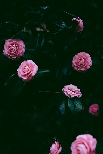 Flowers, Pink, Bush, Petals HD phone wallpaper