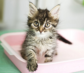 Kitten, pisica, animal, cute, cat HD wallpaper