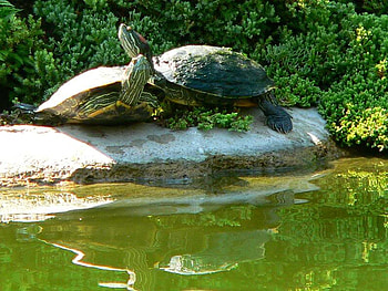 Loving Turtles, bush, water, turtles, rock HD wallpaper