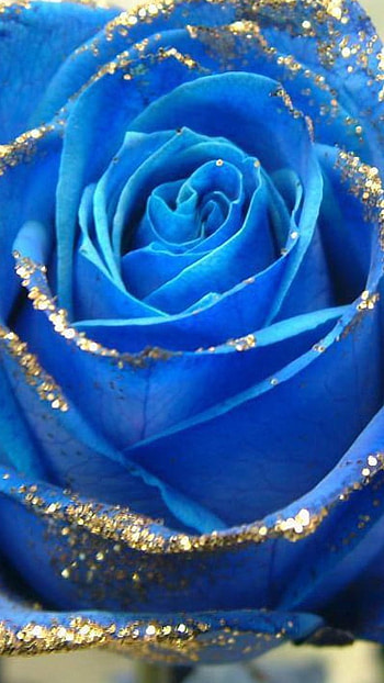 Blue Rose, Blue, Glitter Rose HD phone wallpaper