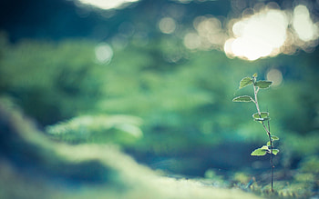 Grass, Leaves, Macro, Branch, Sprout HD wallpaper