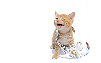 :D, pisici, crown, kitten, cute, cat, funny, princess HD wallpaper