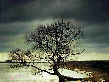 Tree and sky, sky, nature, cloud, tree HD wallpaper