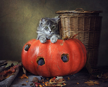 Happy Halloween!, animal, daykiney, cute, cat, orange, pisica, halloween, pumpkin, autumn, paw HD wallpaper
