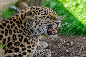 Animals, Grass, Leopard, Aggression, Grin, Muzzle HD wallpaper