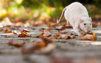 Animals, Autumn, Foliage, Rat HD wallpaper
