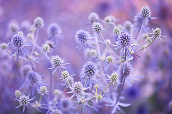 Flowers, Lilac, Plant, Branches HD wallpaper