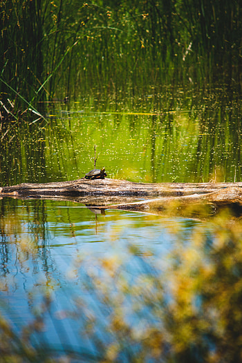 Animals, Water, Lake, Wildlife, Turtle HD phone wallpaper