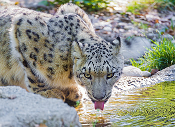 Animals, Water, Snow Leopard, Drink HD wallpaper