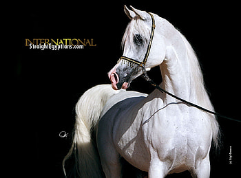 Pose, arabian, horses, white, oriental HD wallpaper