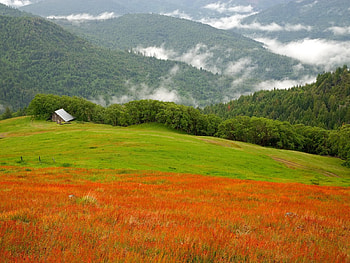 foggy mountain, fog, shed, landscape, trees, fields, grass, mountain HD wallpaper