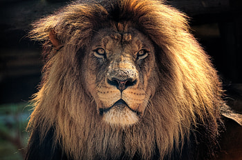 Lion, beast, muzzle, predator HD wallpaper