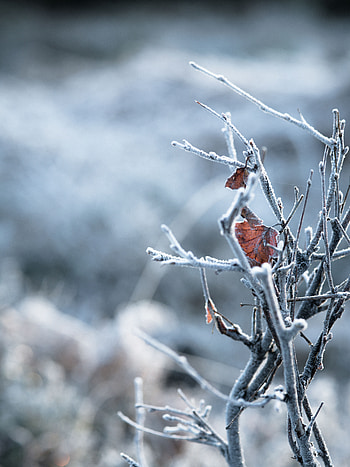 Winter, Leaves, Macro, Branches, Frost, Hoarfrost HD phone wallpaper